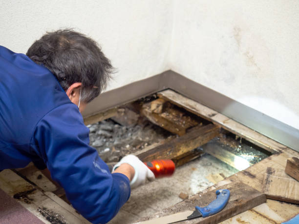 Best Mold Damage Repair  in Villanova, PA