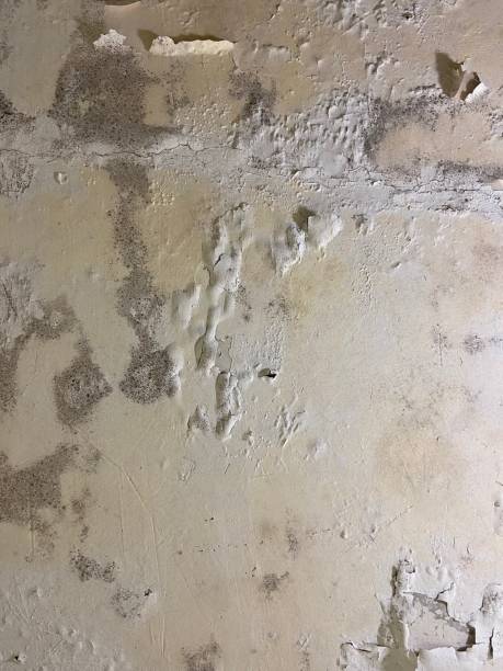 Best Mold Remediation  in Villanova, PA