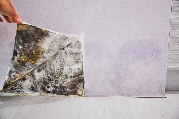 Best Toxic Mold Removal  in Villanova, PA